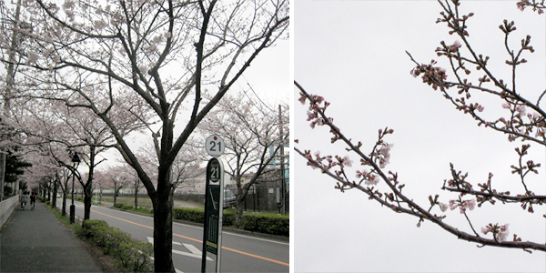 街路樹の桜を見ながら。
