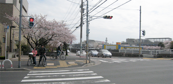 浦安市役所から始まる桜並木