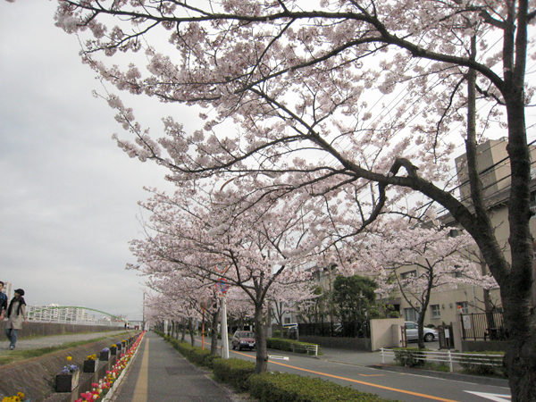小学校前の桜