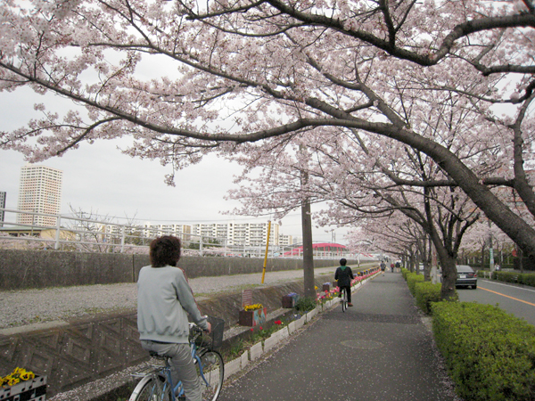 コンクリートに咲く桜の花びら