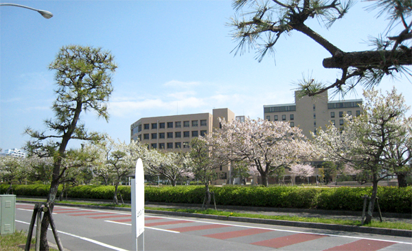 明海大学前の桜