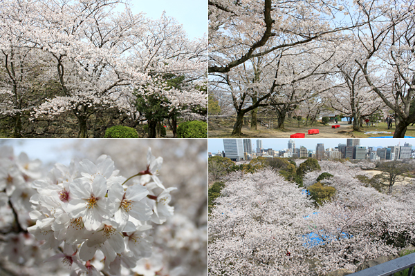 舞鶴公園の桜・花見の光景