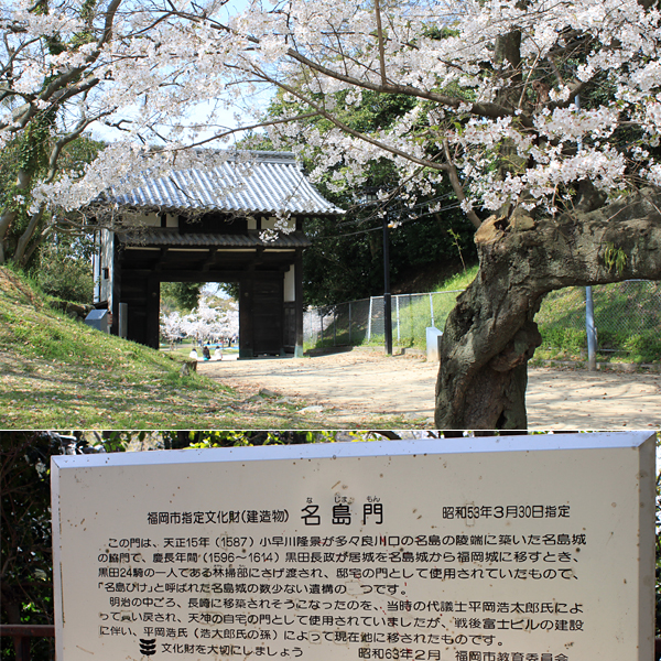 名島門（福岡市指定文化財）と桜