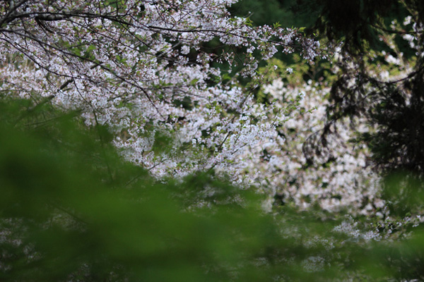 蒲生城跡の城山公園の桜