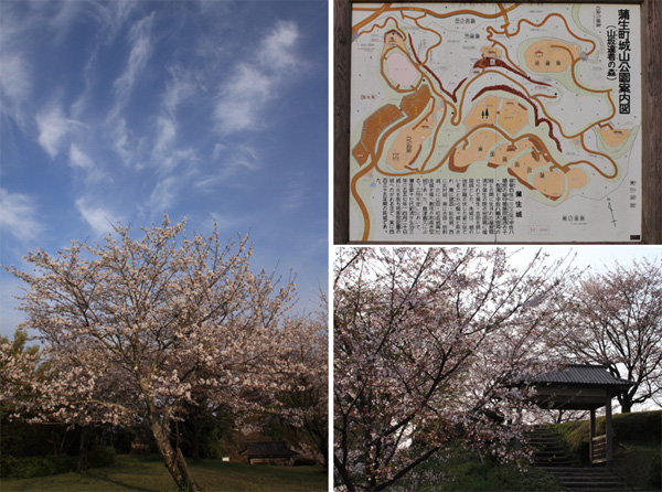 蒲生城跡の城山公園の桜