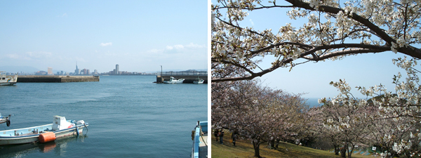 桜が咲いているアイランドパークから海を見る風景
