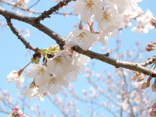 心奪われる桜の花