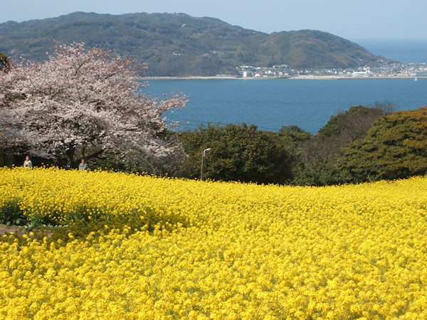 福岡能古島から2回目の桜だより