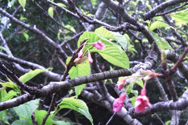 沖縄の寒緋桜