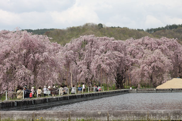 東北からの桜だより 日本各地からの桜だより 桜だより10 日比谷花壇
