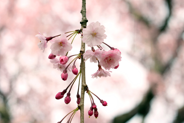 上米内浄水所の桜