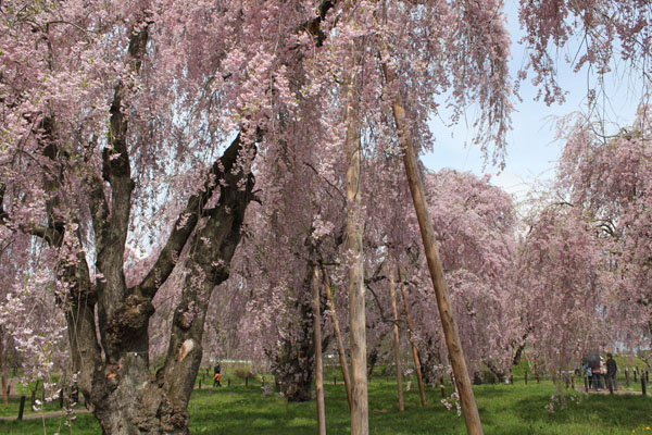 上米内浄水所の桜