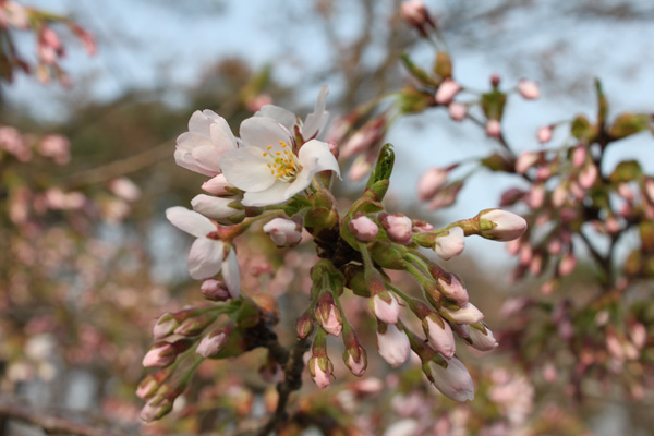 小岩井農場の桜