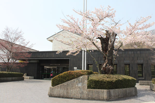 盛岡市中央公民館入り口付近の桜