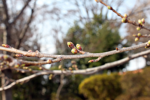 盛岡八幡宮境内の桜