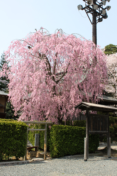 一代神社付近の綺麗な桜