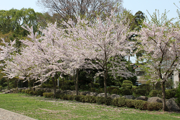 岩手護国神社の社務所付近の桜