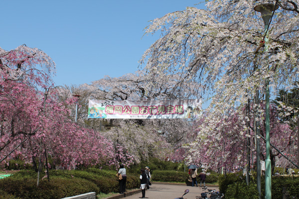 榴岡公園の桜