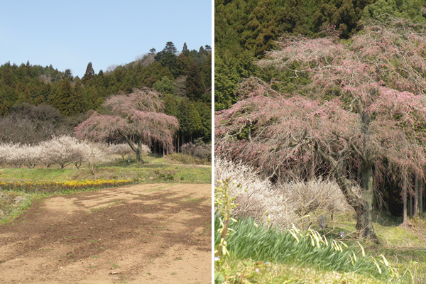 エドヒガン系のしだれ桜と近くに生えてる水仙もつぼみの状況です