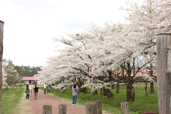 岩手県雫石市小岩井農場の桜