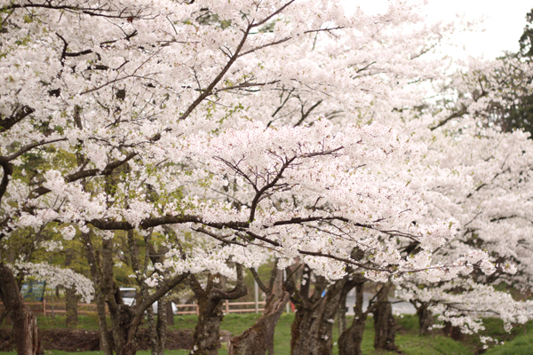 岩手県雫石市小岩井農場の桜