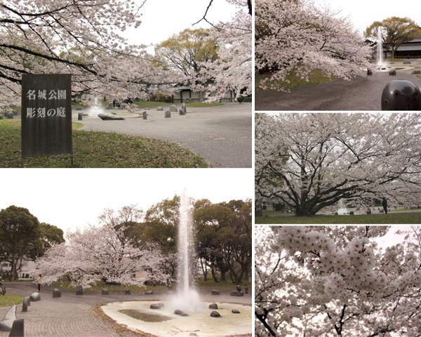 名城公園(彫刻の庭、能楽堂、加藤清正像 周辺)の桜
