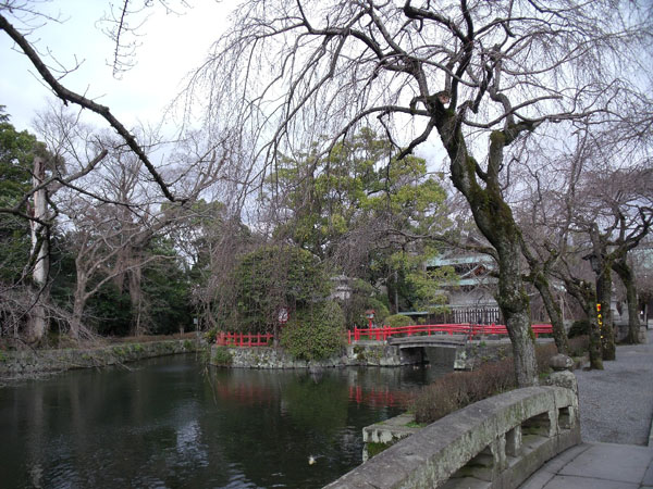 三嶋大社の池のしだれ桜