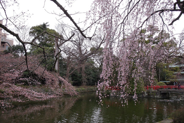 池の淵の枝垂れ桜