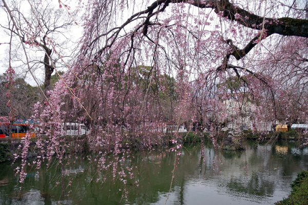 池の淵の枝垂れ桜