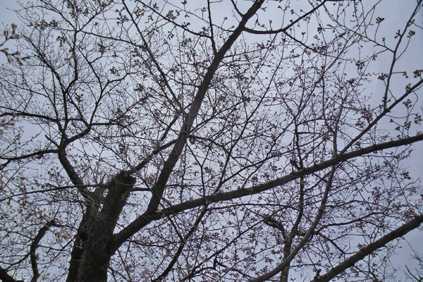 桜の枝模様