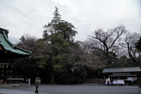 本堂脇の桜