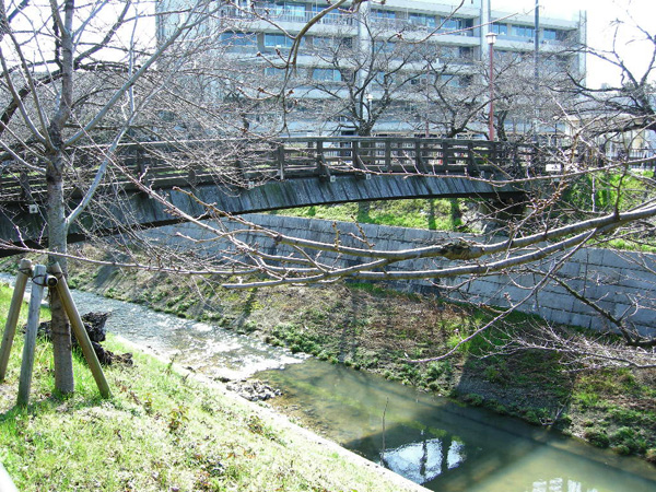 山崎川のソメイヨシノ