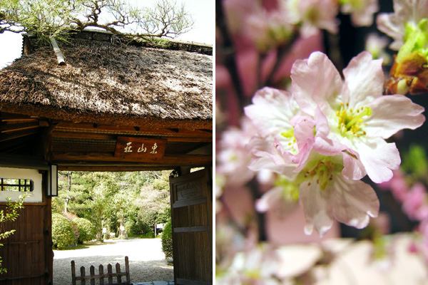 東山荘と桜