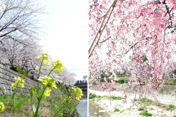山崎川親水公園の枝垂れ桜