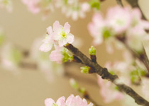 桜のお手入れ方法 育て方 桜だより 日比谷花壇