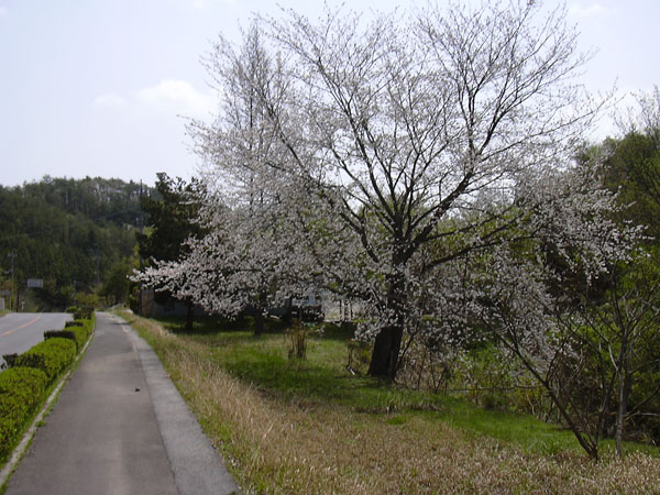 土師ダム湖岸に咲く桜