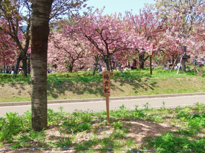 広島県の五日市の造幣局の桜
