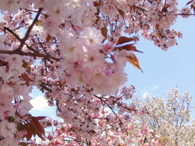 広島県の五日市の造幣局の桜