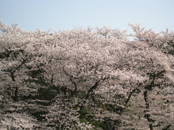 比治山の桜