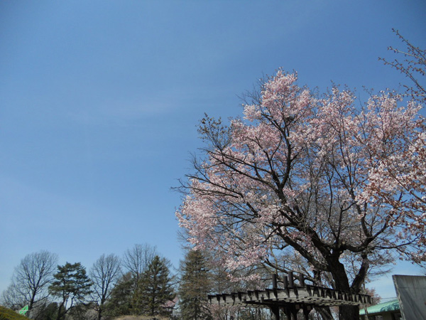 芽室公園の桜
