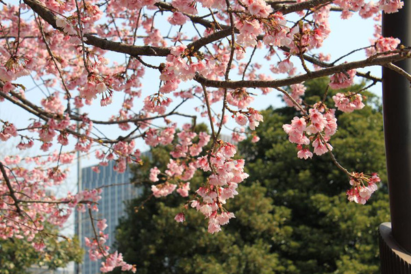 日比谷 公園 桜