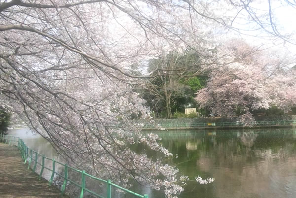 池を囲むように遊歩道があり、池の近くに降りれる場所もあるので、この季節は池と桜を間近で眺めるのができるので、おススメです