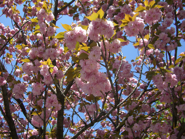 しながわ区民公園の八重桜