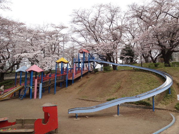 福生公園の桜