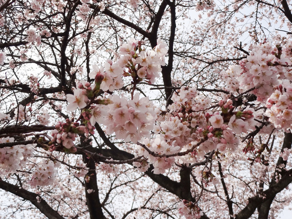 福生公園の桜