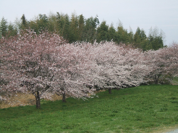 栃木の桜