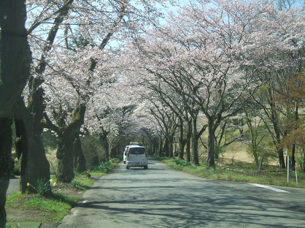 栃木の桜