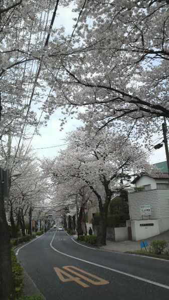 大泉学園の桜