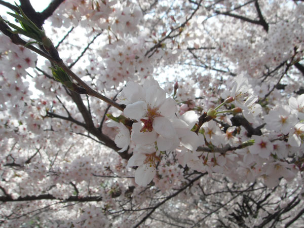 練馬高野台駅近くの桜