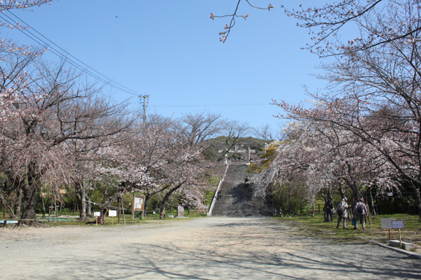 西公園の桜